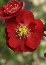 Double Take™ Scarlet Storm Flowering Quince, Japanese Quince, Chaenomeles speciosa 'Scarlet Storm' 
